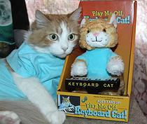 11 Costumes rapide et facile de bricolage d'Halloween pour votre chat (costumes) 11 Costumes rapide et facile de bricolage d'Halloween pour votre chat