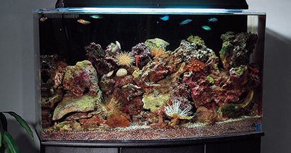 Aquarium Guide de configuration étape par étape pour créer un aquarium Reef (aquarium) Aquarium Guide de configuration étape par étape pour créer un aquarium Reef
