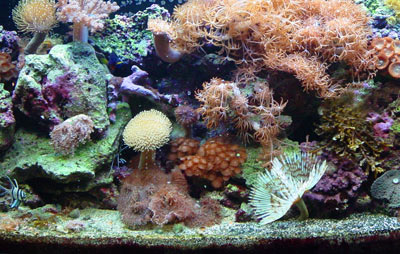 Aquarium Guide de configuration étape par étape pour la création d'un aquarium Reef (comment faire aquarium rock live) Aquarium Guide de configuration étape par étape pour créer un aquarium Reef