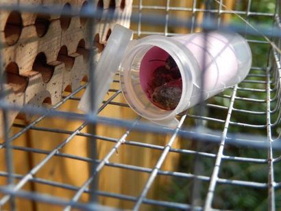Build Your Own Mason Bee House (votre) Build Your Own Mason Bee Maison