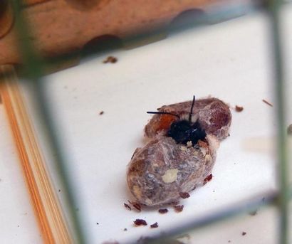 Build Your Own Mason Bee House (maçon) Build Your Own Mason Bee Maison