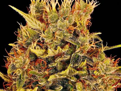 Chocolat marijuana médicale de High Times Cannabis Cup Winners (cannabis) Chocolat marijuana médicale de High Times Cannabis Cup Winners