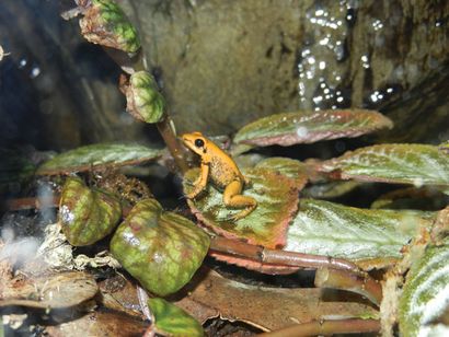 Conception et construction vivarium (vivarium) Conception et construction vivarium