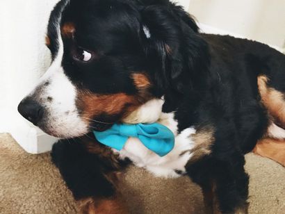 Bows collier de bricolage et Bow Ties pour chiens (comment faire des arcs de collier de chien) Bows collier de bricolage et pour chiens Bow Ties