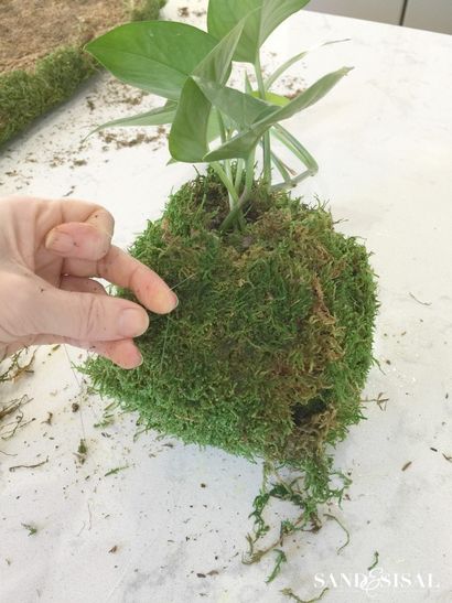Bricolage KOKEDAMA - Moss japonais Boule Planters - Sable et Sisal (KOKEDAMA) Bricolage KOKEDAMA - Moss japonais Boule Planters - Sable et Sisal