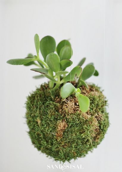 Bricolage KOKEDAMA - Moss japonais Boule Planters - Sable et Sisal (sable) Bricolage KOKEDAMA - Moss japonais Boule Planters - Sable et Sisal