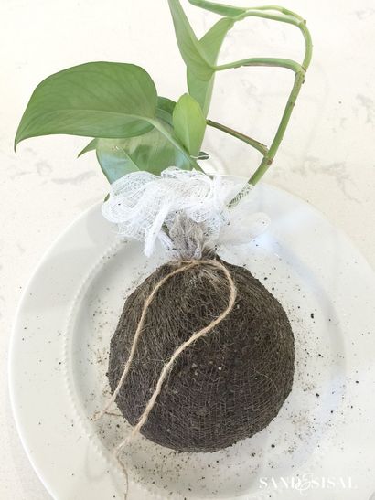 Bricolage KOKEDAMA - Moss japonais Boule Planters - Sable et Sisal (KOKEDAMA) Bricolage KOKEDAMA - Moss japonais Boule Planters - Sable et Sisal