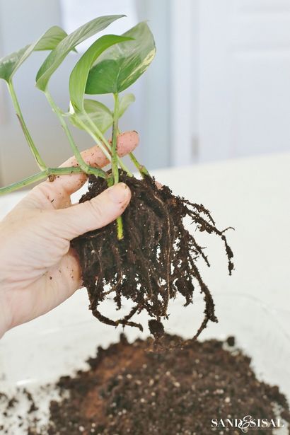 Bricolage KOKEDAMA - Moss japonais Boule Planters - sable et Sisal (japonais) Bricolage KOKEDAMA - Moss japonais Boule Planters - Sable et Sisal