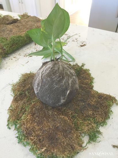 Bricolage KOKEDAMA - Moss japonais Boule Planters - sable et Sisal (japonais) Bricolage KOKEDAMA - Moss japonais Boule Planters - Sable et Sisal