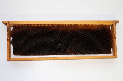 Bricolage Peigne naturel dans Langstroth Hives Utilisation de cadres Bees Cour arrière Keeping (peigne) Bricolage Peigne naturel dans Langstroth Hives Utilisation de cadres Garder Cour arrière abeilles