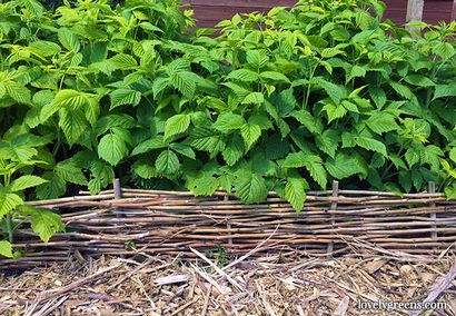 Bricolage Jardin tissé Bordures - Lovely Verts (tissé) Bricolage Jardin tissé Bordures - Verts Beau