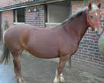 Équin Touch (320 £ prise en charge disponible) Toucher équin