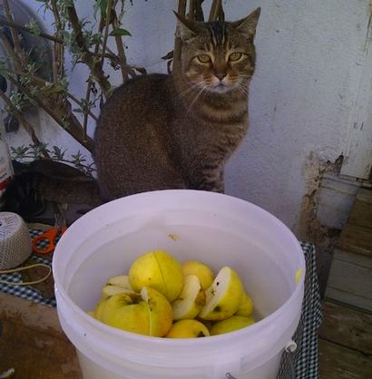 Génie! Cidre DIY Apple Press - Bob Vila (pomme) Génie! Cidre DIY Apple Press - Bob Vila