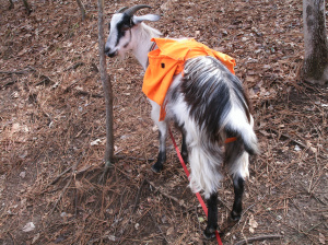 Obtenir l'équipement bon équipement pour la formation et d'emballage chèvres, packgoats (obtenir) Obtenir l'équipement bon équipement pour la formation et d'emballage chèvres, packgoats