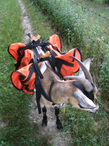 Obtenir l'équipement bon équipement pour la formation et d'emballage, chèvres packgoats (engins) Obtenir l'équipement bon équipement pour la formation et d'emballage chèvres, packgoats