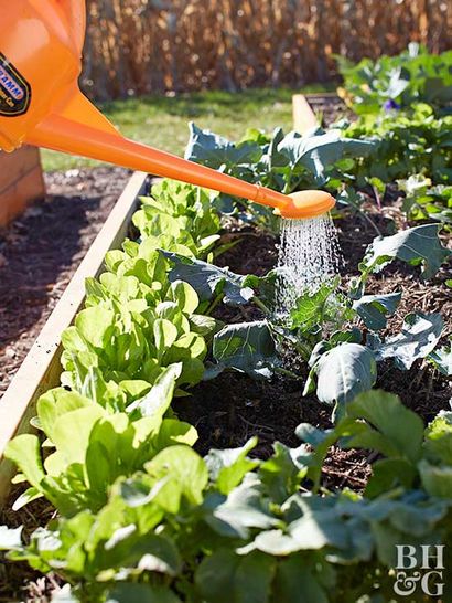 Cultivez un jardin potager lits surélevés (Без de кейворда) Pousser un jardin potager lits surélevés