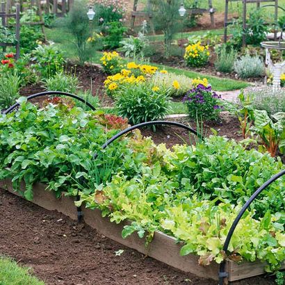 Cultivez un jardin de légumes sur billons (légume) Pousser un jardin potager lits surélevés