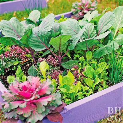 Cultivez un jardin potager lits surélevés (jardin) Pousser un jardin potager lits surélevés