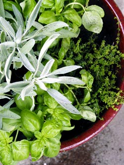 Jardins Herb 30 grands __gVirt_NP_NNS_NNPS<__ Idées Herb Garden - Le marché Cottage (comment faire jardin d'herbes aromatiques mur) Jardins Herb 30 grands __gVirt_NP_NNS_NNPS<__ Idées Herb Garden - Le marché Cottage