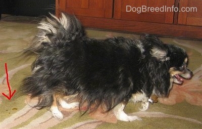 Housebreaking un chien ou chiot (comment puis-je housetrain mon chiot?) Housebreaking un chien ou chiot