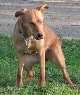 Housebreaking un chien ou chiot (aide housetraining mon chien) Housebreaking un chien ou chiot