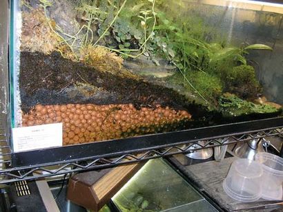 Comment construire une grenouille poison Terrarium (boîtier dart frog) Comment construire une grenouille poison Terrarium