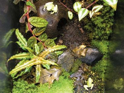 Comment construire un poison grenouille Terrarium (poison) Comment construire une grenouille poison Terrarium