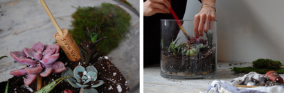 Comment construire le Terrarium de vos rêves (terrariums) Comment construire le Terrarium de vos rêves