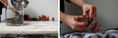 Comment construire le Terrarium de vos rêves (terrariums) Comment construire le Terrarium de vos rêves