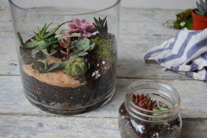 Comment construire le Terrarium de vos rêves (style de vie) Comment construire le Terrarium de vos rêves