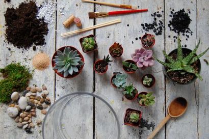 Comment construire le Terrarium de vos rêves (rêves) Comment construire le Terrarium de vos rêves