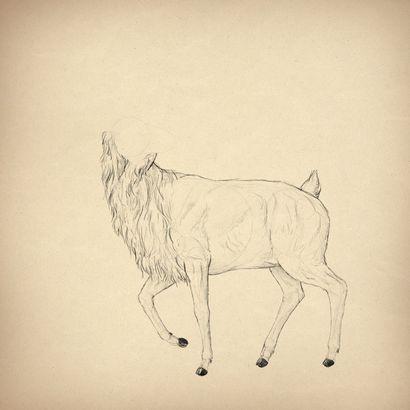 Comment dessiner des animaux Deer - Espèces et anatomie (draw) Comment dessiner des animaux Deer - Espèces et anatomie