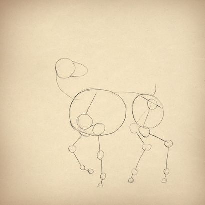 Comment dessiner des animaux Deer - Espèces et anatomie (animaux) Comment dessiner des animaux Deer - Espèces et anatomie