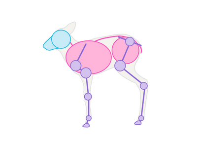 Comment dessiner des animaux Deer - Espèces et anatomie (animaux) Comment dessiner des animaux Deer - Espèces et anatomie