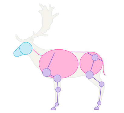 Comment dessiner des animaux Deer - Espèces et anatomie (animaux) Comment dessiner des animaux Deer - Espèces et anatomie