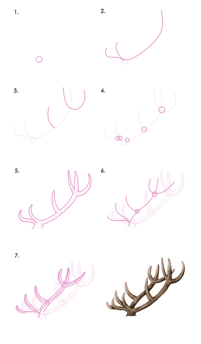 Comment dessiner des animaux Deer - Espèces et anatomie (cerf) Comment dessiner des animaux Deer - Espèces et anatomie