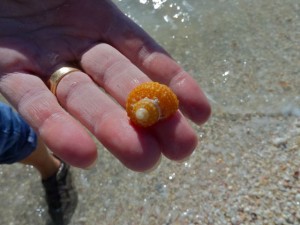 Comment faire pour percer des trous dans les coquilles de mer (Wormie) Comment faire pour percer des trous dans des coquillages