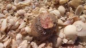 Comment faire pour percer des trous dans des coquillages (bijoux shell) Comment faire pour percer des trous dans des coquillages