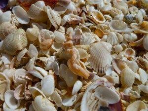 Comment faire pour percer des trous dans les coquilles de mer (Wormie) Comment faire pour percer des trous dans des coquillages