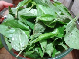 Comment faire une sauce pesto au basilic, Delishably (basilic) Comment faire une sauce pesto au basilic, Delishably