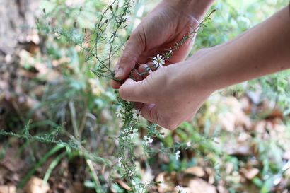 Comment-Faire une Herbier - Biophilia Magazine - Moyen (comment faire Herbier à la maison) Comment-Faire une Herbier - Biophilia Magazine - Medium
