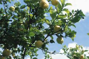 Comment faire un arbre de citron poussent plus vite, Home Guides, SF Gate (faire) Comment faire un arbre de citron poussent plus vite, Home Guides, SF Porte