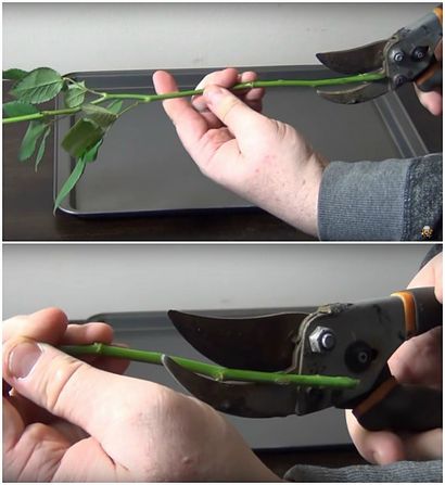 Comment faire de bricolage arc-Roses, Valentine - Day Arrangement de fleurs s (roses) Comment faire de bricolage arc-Roses, Valentine - Day Arrangement de fleurs s