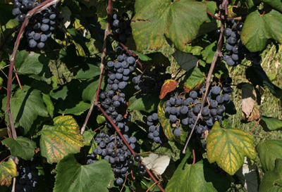 Comment faire le jus de raisin à l'ancienne Fashioned - Real Food - MÈRE LA TERRE NOUVELLES (jus de raisin maison) Comment faire le jus de raisin à l'ancienne Fashioned - Real Food - MÈRE LA TERRE NOUVELLES