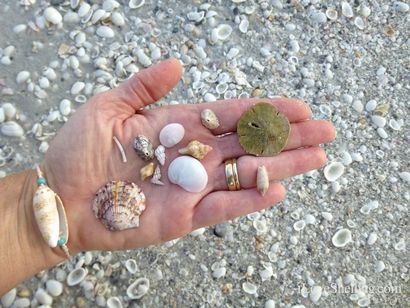 Comment faire Coquillage Bijoux Bracelet (comment faire des bijoux de coquille conique) Comment faire des bijoux Bracelet Coquillage
