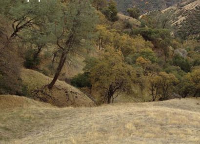 Comment planter un arbre de chêne d'un gland, Californie Audubon (audubon) Comment planter un arbre de chêne d'un gland, Californie Audubon