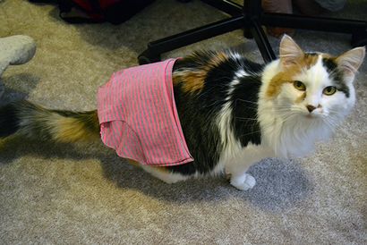 Faire une chose Let - s Sew des sous-vêtements, Autostraddle (faire) Faire une chose Let - s Sew des sous-vêtements, Autostraddle