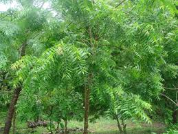 Faire ayurvédique huile cheveux à la maison contre l'huile de coco Tulsi huile de cheveux vs feuilles de cari (cheveux) Faire ayurvédique huile cheveux à la maison contre l'huile de coco Tulsi huile de cheveux vs feuilles de cari