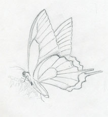 Faire papillon croquis rapidement et facilement (croquis) Faire papillon croquis rapidement et facilement