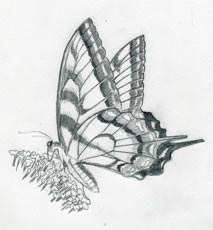 Faire papillon croquis rapidement et facilement (Без кейворда) Faire papillon croquis rapidement et facilement
